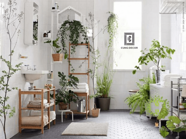 10 loại cây thanh lọc không khí cho ngôi nhà của bạn